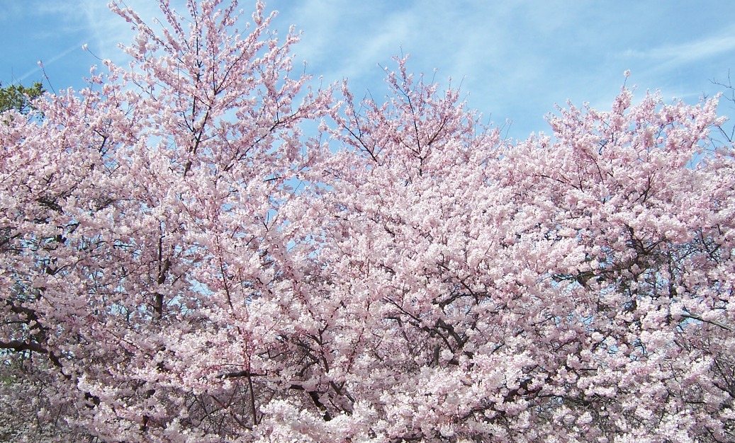 2012 Cherry Blossom Festival Info, Facts