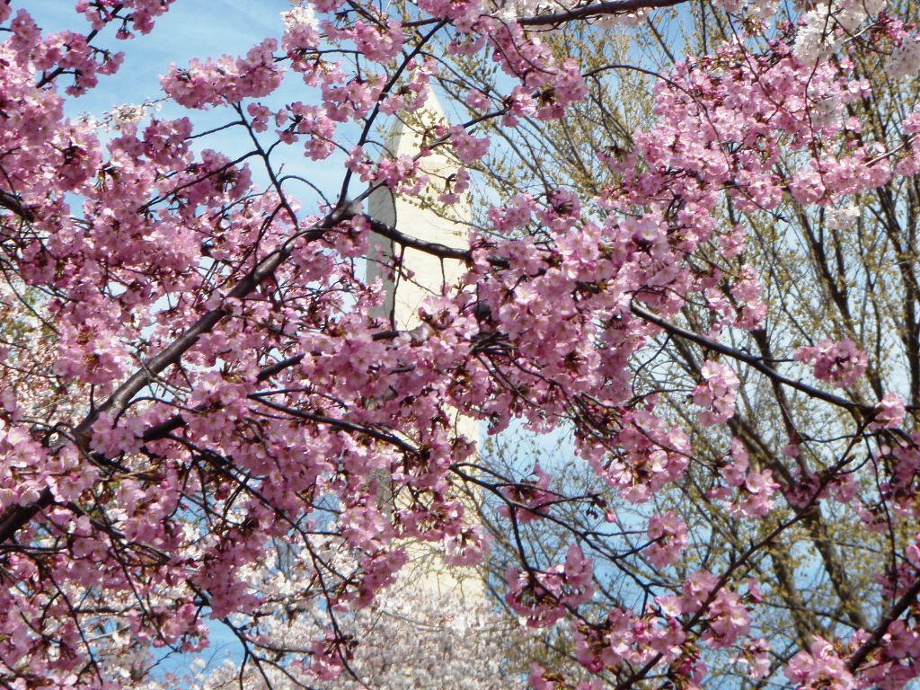 2015 Cherry Blossom Festival Specials & Events Around D.C.